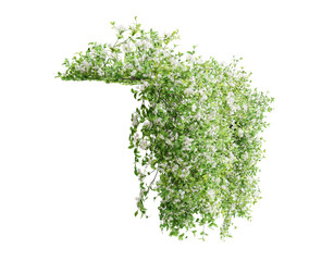 Wall Mural - Group of Trachelospermum Jasminoides creeper plants, isolated on transparent background. 3D render.