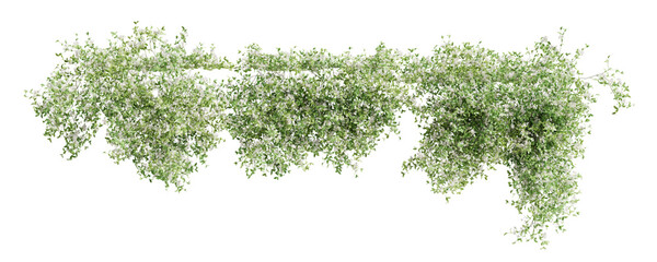 Fototapete - Group of Trachelospermum Jasminoides creeper plants, isolated on transparent background.