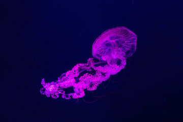 Sticker - Fuorescent jellyfish swimming underwater aquarium pool with pink neon light. The South American sea nettle chrysaora plocamia in blue water, ocean. Theriology, tourism, diving, undersea life.