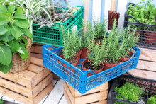 Green Potted Rosemary. Aromatic Herb. Herbs For The House. Kitchen Herb Plants In Pots. Showcase With Green Spicy Herbs In Market. Growing Plants At Home. Fresh Spices Herbs On Terrace At Home In Pots