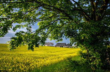 Poster - Beautiful blooming rapeseed field and village houses