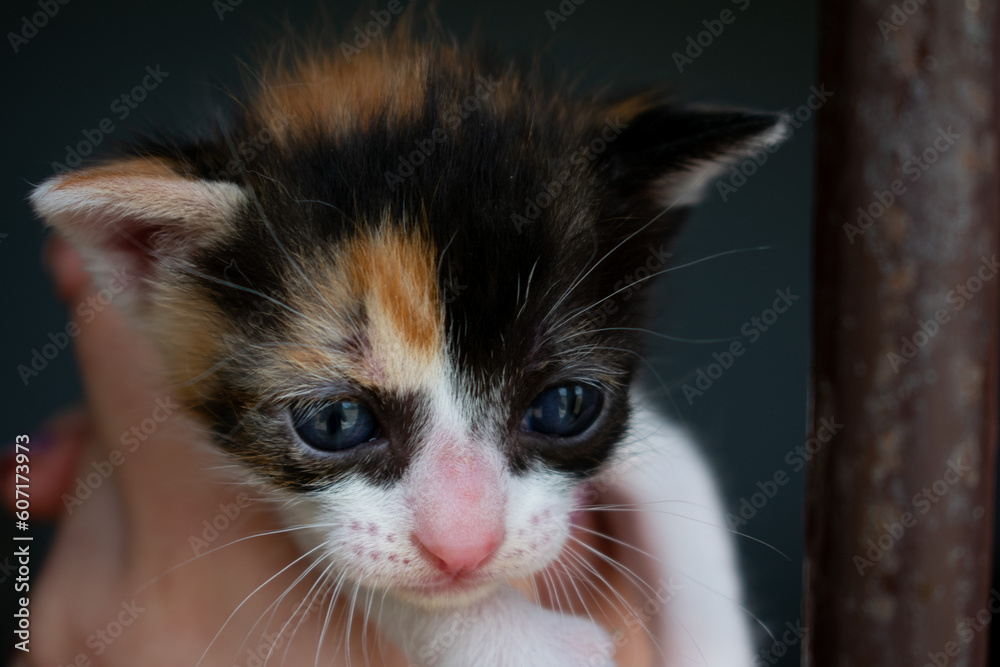 2-week-old baby cat, looking at the camera. Portrait of a female three ...