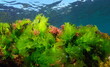 Sea lettuce green seaweed Ulva lactuca with some alga Asparagopsis armata, underwater in the Atlantic ocean, natural scene, Spain, Galicia