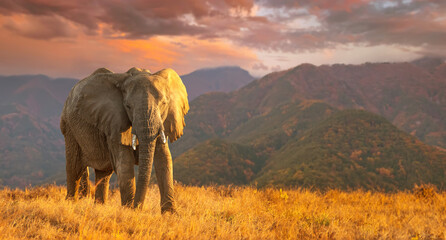 migration of elephants. herd of elephants. evening in the african savannah.