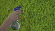 Watering The Light Green Lichen Moss