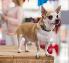 Portrait Of A Small Chihuahua Dog With A Collar Sitting In A Pet Store