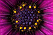 arctotis purple flower close-up with pistils and stamens