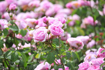 Wall Mural - pink roses in a garden
