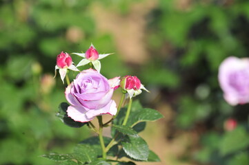 Wall Mural - pink roses in a garden