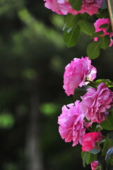Wall Mural - pink roses in a garden