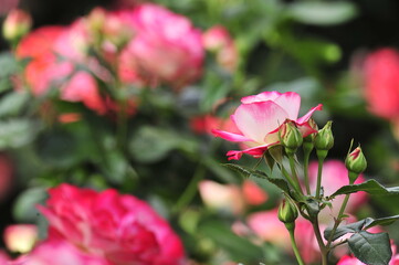 Wall Mural - pink roses in a garden