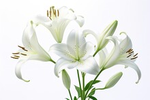 Portrait Lily Trumpet Flower Isolated On White AI Generative