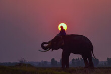 Man Riding On Top Of Elephant On Sunset