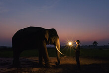 Man Standing Beside Elephant During Sunset With Light In Hands