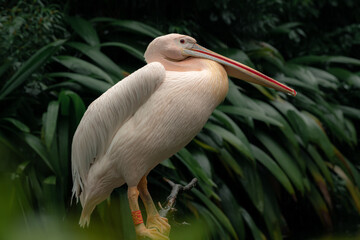 The great white pelican (Pelecanus onocrotalus) sstanding on the tree branch, aka the eastern white pelican, rosy pelican or white pelican, is a bird.