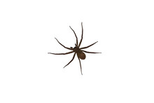Isolated Image Of A Large Spider On A Png File At Transparent Background.