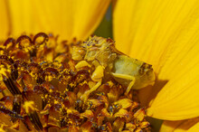 Yellow Ambush Bug On A Brown-Eyed Susan Flower