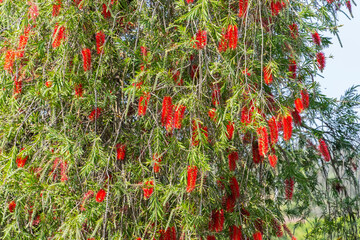 Wall Mural - Callistemon rigidus plant with green and red leaves citrius