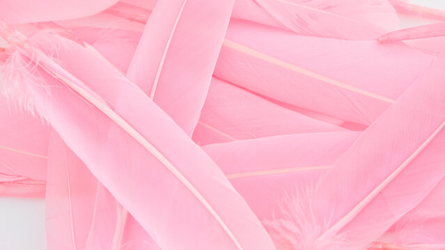 Wall Mural - pink feather wool pattern texture background
