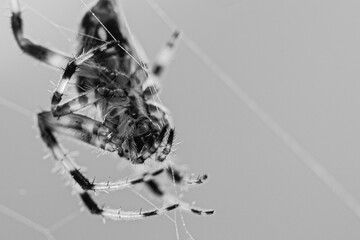 spider on web