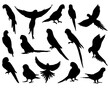 © Toseef - Set of Parrots, Silhouette, Flying Birds, Feather, Bird Silhouette