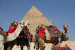 Dromedari con selle, stoffe e pon pon colorati con la piramide di Cheope sullo sfondo
