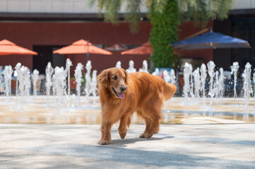 Wall Mural - Golden Retriever next to the fountain in the square