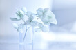© Юлия Васильева - Dried hydrangea flowers on a blue background