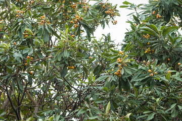 Loquat fruits on the tree. Fruits of loquat on branch with leaves