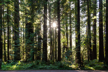  forest at cabrillo highway with redwood trees in sunset, California