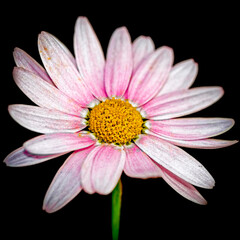 Marguerite africaine en gros plan