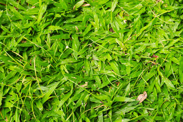 Rumput Kerbau (Paspalum conjugatum Berg) or buffalo grass that grows abundantly with some dry leaves falling from the trees above it