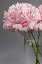Peony Flower Blossoming In A Clear Glass With A Grey Background
