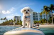 Image of a Maltese dog surfing on a surfboard at the Miami beach on a sunny day.