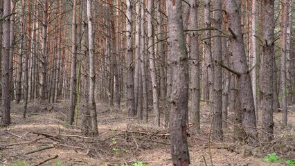 Poster - Spring forest. Monochromatic panorama of a pine forest. Brown trunks of pines, in the wilderness