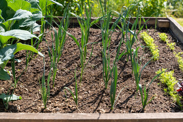 Wall Mural - Young leek plants growing in a row in the raised bed in the garden as a symbol for self supply and food producing. 