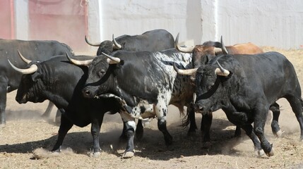 Wall Mural - bull spanish with big horns in the corrals	