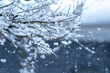 枝に積もる雪　冬のイメージ