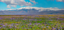Iceland Blooming Icelandic Purple Lupin Flower Field With Katla Volcano  - Iceland