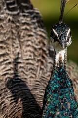 Wall Mural - Closeup portrait of a blue peafowl on a sunny day with blur background