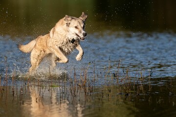 Poster - Romanian homeless stray dog jumping and running in a muddy lake