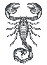 Hand Drawing Sketch Scorpion. Predatory Animal In Vintage Engraving Style. Vector Illustration