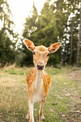 Poster - Vertical close-up shot of an Iranian fallow deer (Dama dama mesopotamica) in a field