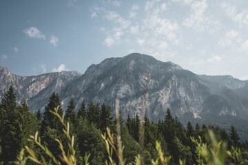 Sticker - Pine tree forest in front of mountains with a cloudy blue sky in the background