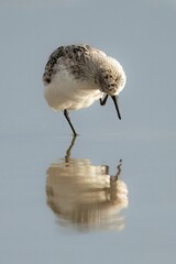 Wall Mural - Vertical closeup shot of a sanderling bird wading on reflective water