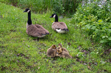 Goslings With Geese Parents In Green Grass