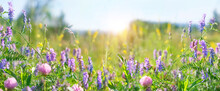 Colorful Flowers Close Up On Sunny Meadow, Natural Abstract Background. Beautiful Rustic Floral Countryside Landscape. Pink Clover And Peas Mouse Flowers Or Vicia Cracca Plants Grow In Field. Banner