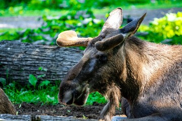 Poster - Elk lying on the ground on a sunny day