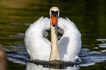 Sticker - White swan on a calm pond in a park