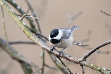 Canvas Print - Carolina Chickadee (Poecile carolinensis)